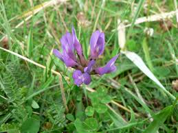 Attēlu rezultāti vaicājumam “Astragalus danicus”