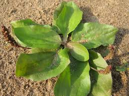 Attēlu rezultāti vaicājumam “Plantago major subsp. intermedia leaf”