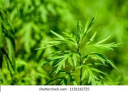 Attēlu rezultāti vaicājumam “Artemisia vulgaris leaf”