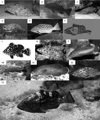 Image result for Dermatolepis inermis