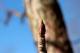 Attēlu rezultāti vaicājumam “Aesculus flava bud”