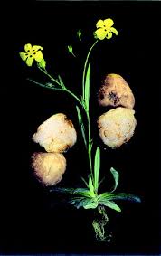 Attēlu rezultāti vaicājumam “Pachyphloeus melanoxanthus”