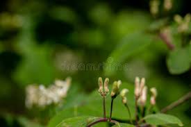 Attēlu rezultāti vaicājumam “Lonicera xylosteum bud”