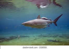 Image result for Carcharhinus obscurus