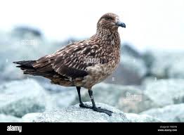 Image result for Stercorarius skua