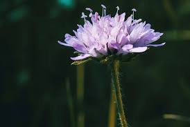 Attēlu rezultāti vaicājumam “Knautia arvensis flower”