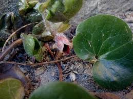 Attēlu rezultāti vaicājumam “Asarum europaeum flower”