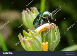 Attēlu rezultāti vaicājumam “Cryptocephalus aureolus, Cryptocephalus sericeus”
