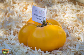 Afbeeldingsresultaat voor grubbs mystery green tomato