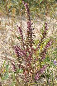 Attēlu rezultāti vaicājumam “Odontites vulgaris fruit”