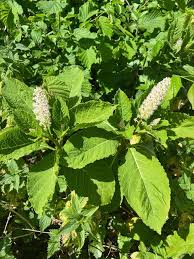 Attēlu rezultāti vaicājumam “Phytolaccaceae”