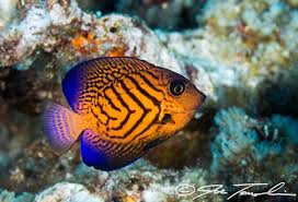 Image result for Ctenochaetus hawaiiensis