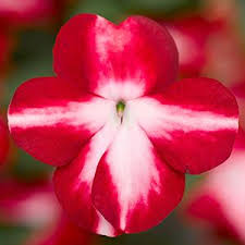 Image result for Impatiens walleriana