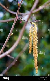 Attēlu rezultāti vaicājumam “Corylus avellana female flower”