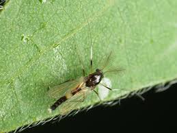 Attēlu rezultāti vaicājumam “Cricotopus male”