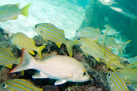 Image result for Lutjanus mahogoni