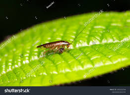 Attēlu rezultāti vaicājumam “Ectobius sylvestris male”