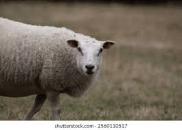 Attēlu rezultāti vaicājumam “Ovis aries”