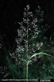 Attēlu rezultāti vaicājumam “Agrostis capillaris”