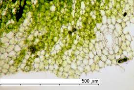 Attēlu rezultāti vaicājumam “Reboulia hemisphaerica”