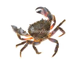 Image result for Eriphia verrucosa