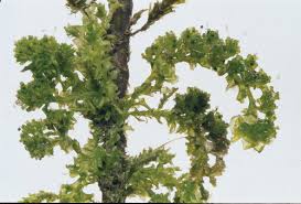 Attēlu rezultāti vaicājumam “Jungermannia hyalina cells”