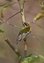 Attēlu rezultāti vaicājumam “Regulus regulus adult”