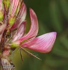 Attēlu rezultāti vaicājumam “Onobrychis arenaria”