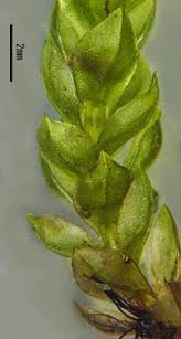 Attēlu rezultāti vaicājumam “Bryum weigelii”