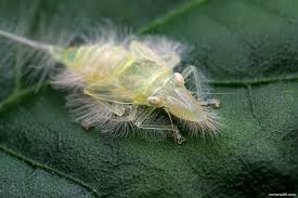 Attēlu rezultāti vaicājumam “Cicadellidae”