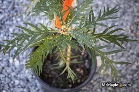 Attēlu rezultāti vaicājumam “Quercus robur fo. pectinata”