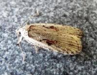 Attēlu rezultāti vaicājumam “Agonopterix ocellana”