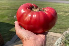 Afbeeldingsresultaat voor mortgage lifter bicolor strain tomato