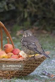 Attēlu rezultāti vaicājumam “Turdus viscivorus adult”