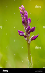 Attēlu rezultāti vaicājumam “Dactylorhiza maculata bud”