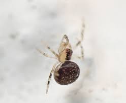Attēlu rezultāti vaicājumam “Paidiscura pallens”