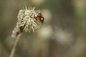 Attēlu rezultāti vaicājumam “Deraeocoris ruber imago”