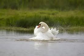 Attēlu rezultāti vaicājumam “Cygnus olor adult”