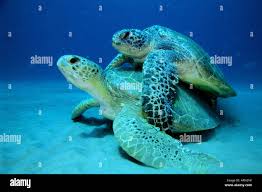 Image result for Chelonia mydas