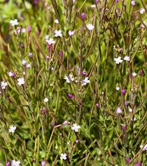 Attēlu rezultāti vaicājumam “Epilobium montanum”