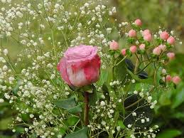 Attēlu rezultāti vaicājumam “Gypsophila paniculata bud”