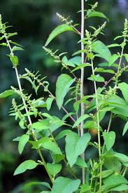 Attēlu rezultāti vaicājumam “Chenopodium polyspermum”