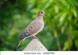 Image result for Zenaida macroura