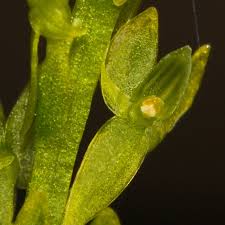 Attēlu rezultāti vaicājumam “Hammarbya paludosa flower”