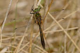 Attēlu rezultāti vaicājumam “Cordulia aenea”