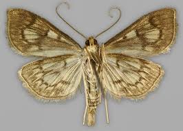 Attēlu rezultāti vaicājumam “Anania stachydalis”