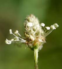 Attēlu rezultāti vaicājumam “Plantago lanceolata bud”