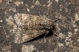 Attēlu rezultāti vaicājumam “Acronicta megacephala”