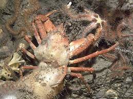 Image result for Hyas coarctatus