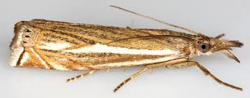 Attēlu rezultāti vaicājumam “Crambus silvella”